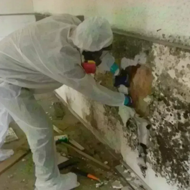 Mold Remediation and Removal in Normandy Park, WA